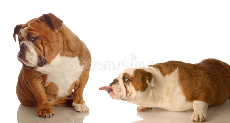 Bulldog inglese di attaccare la lingua di un altro cane con un infastidito sguardo sul suo volto, il bullismo.