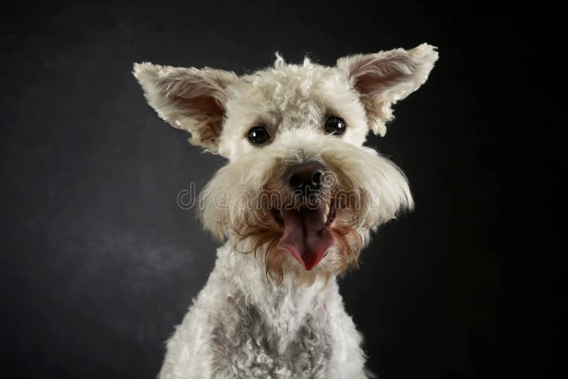 Funny Dog with Flying Ears Portrait in Dark Photo Studio Stock Photo