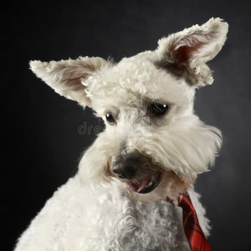 Funny Dog with Flying Ears Portrait in Dark Photo Studio Stock Image