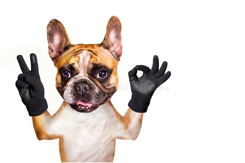 Funny Dog French Bulldog Shows With His Paws And Hands A Gesture Of Peace And A Sign Approx Animal Is Isolated On A White Stock Photo Image Of Pedigreed Rest 145572268