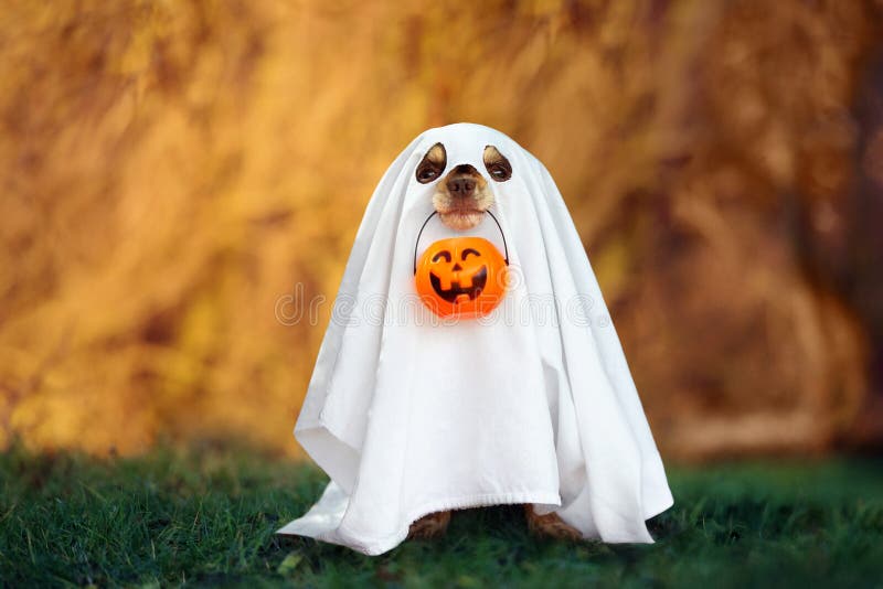 Funny dog in ghost costume posing for Halloween
