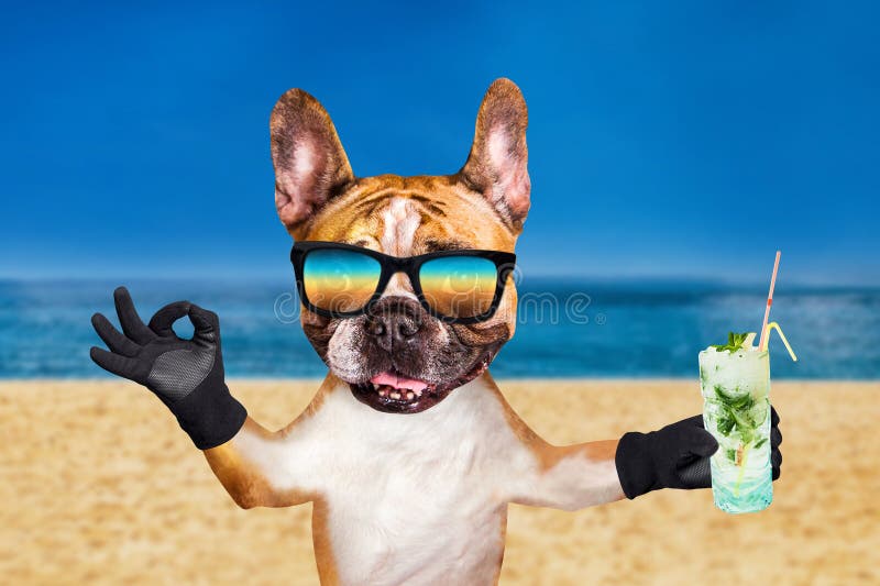 Funny Dog Ginger French Bulldog in Sunglasses Hold a Alcoholic Cocktail in  a Glass in a Bar and Show a Sign Approx. Animal on Stock Photo - Image of  animal, holiday: 146218840
