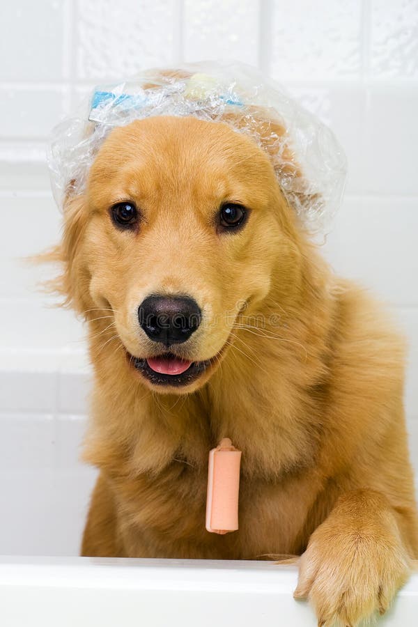 Funny Dog with Hair Curlers and a Shower Cap Stock Photo Image of