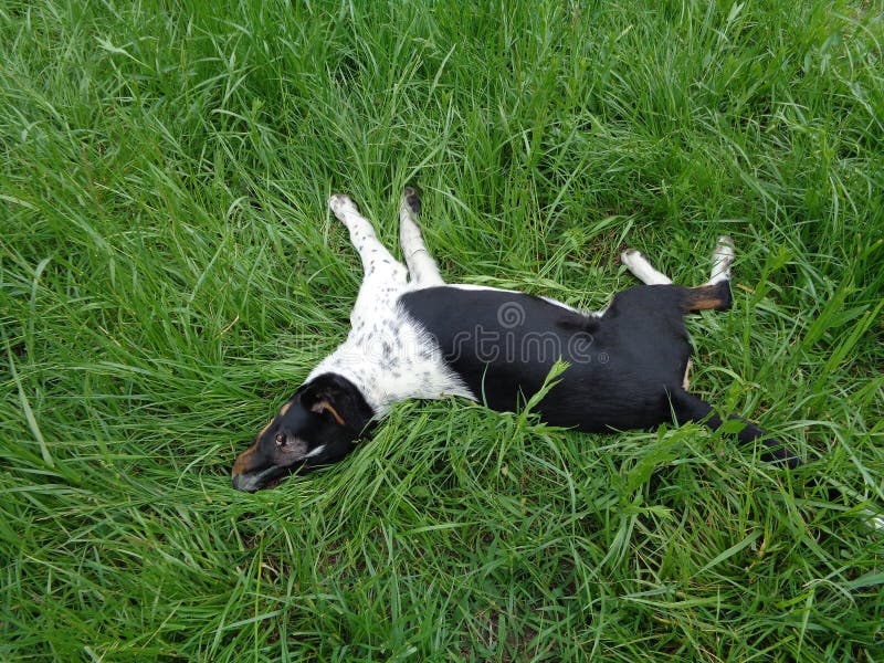 Schwarze und weiße Welpen liegen im grünen gras.