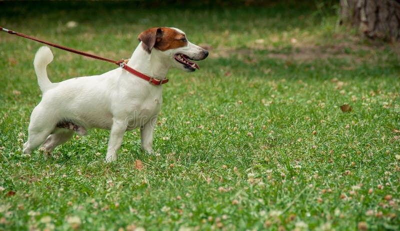 Funny dog stock photography Funny dog stock photography