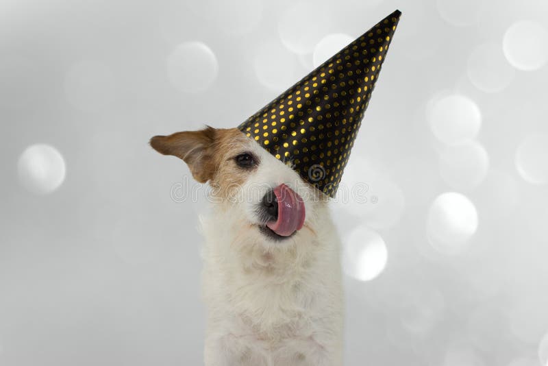FUNNY DOG PARTY. JACK RUSSELL LICKING WITH TONGUE AND WEARING A GOLDEN POLKA DOT HAT. ISOLATED SHOT AGAINST GRAY DEFOCUSED royalty free stock image FUNNY DOG PARTY. JACK RUSSELL LICKING WITH TONGUE AND WEARING A GOLDEN POLKA DOT HAT. ISOLATED SHOT AGAINST GRAY DEFOCUSED royalty free stock image