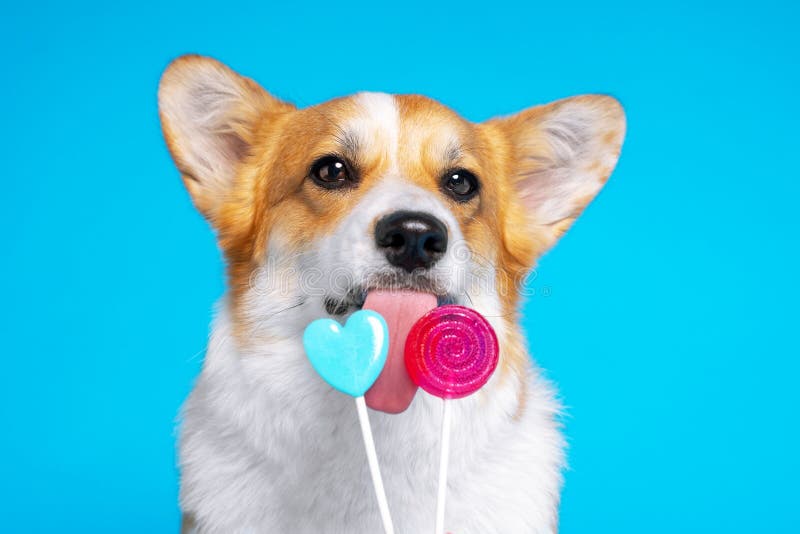 Funny dog pembroke welsh corgi enjoy sweet candy on a blue background. Heart shaped lollipop and spirals.  Licking sweets small pe