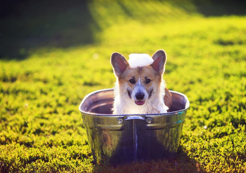12,621 Dog Bath Stock Photos - Free & Royalty-Free Stock Photos from ...