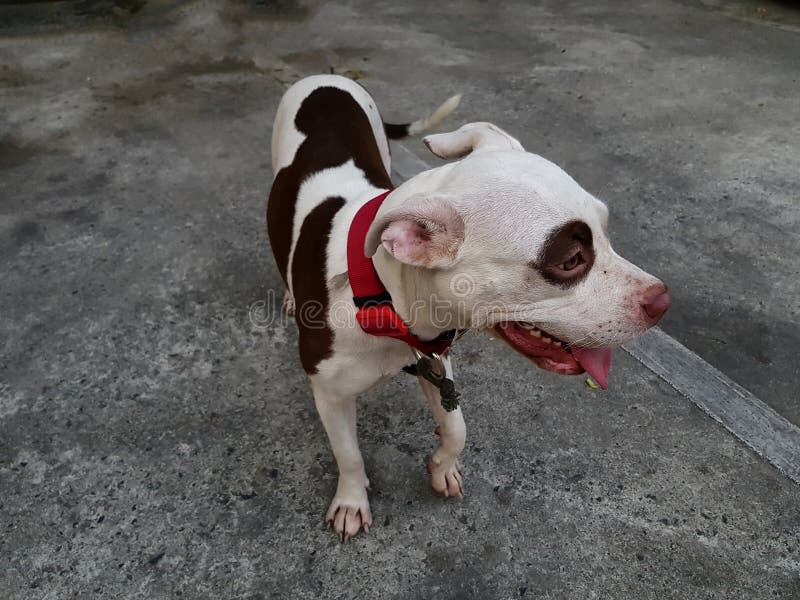 The American pitbull dog with funny face, black and white color, cute puppy. The American pitbull dog with funny face, black and white color, cute puppy