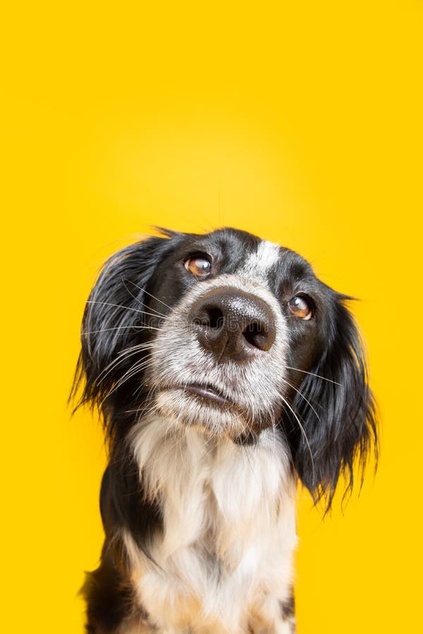 Funny Dog with Shocked and Curious Face Expression. Isolated on Yellow  Background Stock Photo - Image of curiou, portrait: 222056556