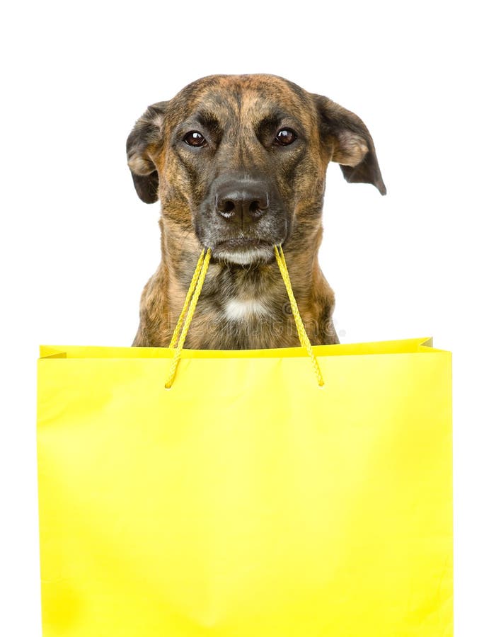 Funny Dog With Shopping Bag. Isolated On White Background Stock Photo