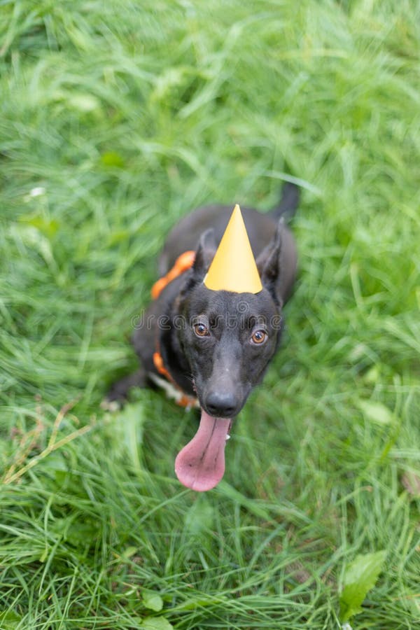 Funny dog smilling stock image. Image of purebred, pretty 229667701