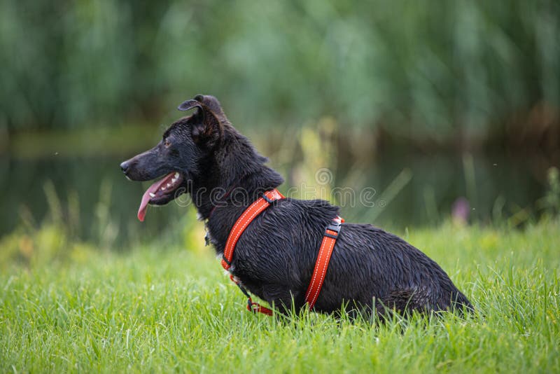 Funny dog smilling stock photo. Image of portrait, play 229668006