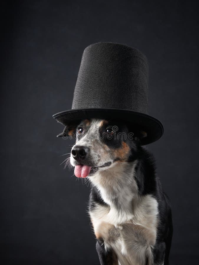 Funny on Dog in Top Hat. Charming Border Collie Stock Photo - Image of ...