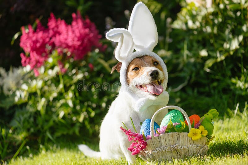 Funny Dog Wearing Easter Bunny Costume and Festive Basket with