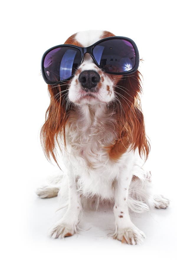 Cute Funny Dog Sunglasses Photo. Cavalier King Spaniel Puppy Dog on Isolated White Studio Background. Funny Stock Photo - Image of king, cutest: 103121456