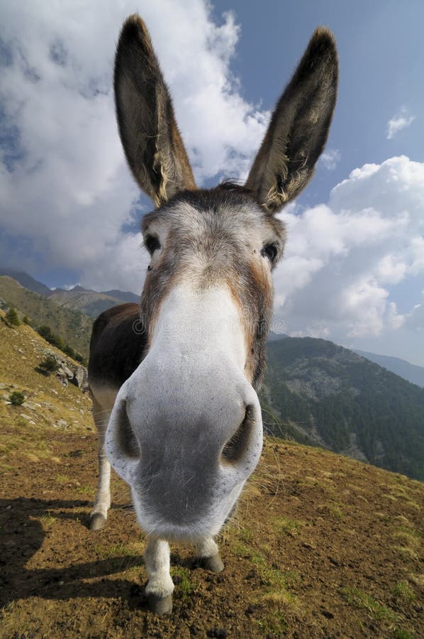 Funny donkey, Equus africanus asinus. A funny portrait of a donkey stock images Funny donkey, Equus africanus asinus. A funny portrait of a donkey stock images