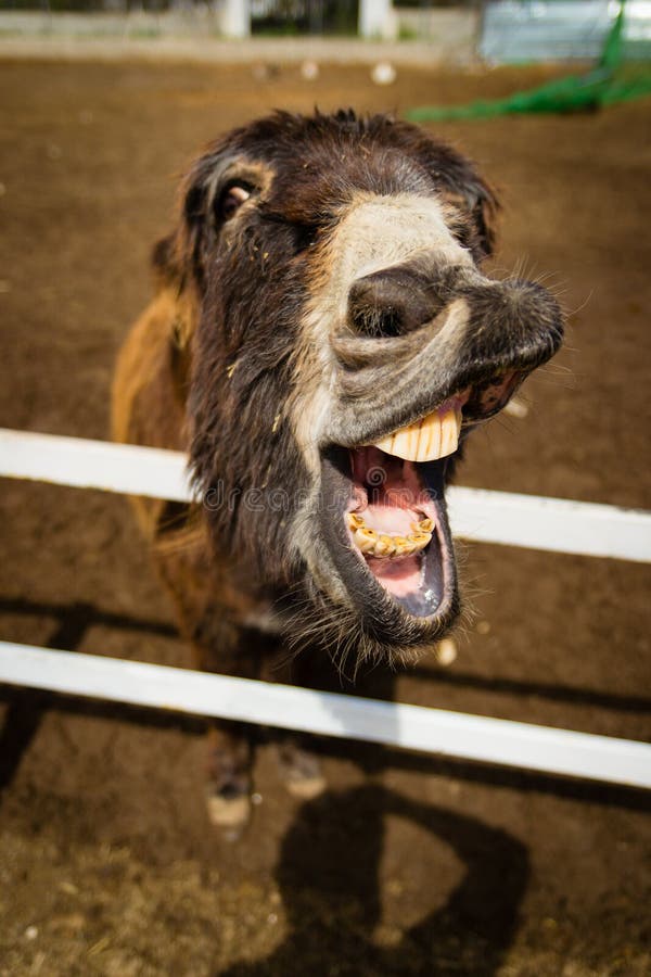 181 Laughing Donkey Stock Photos - Free & Royalty-Free Stock Photos from Dreamstime 181 Laughing Donkey Stock Photos - Free & Royalty-Free Stock Photos from Dreamstime