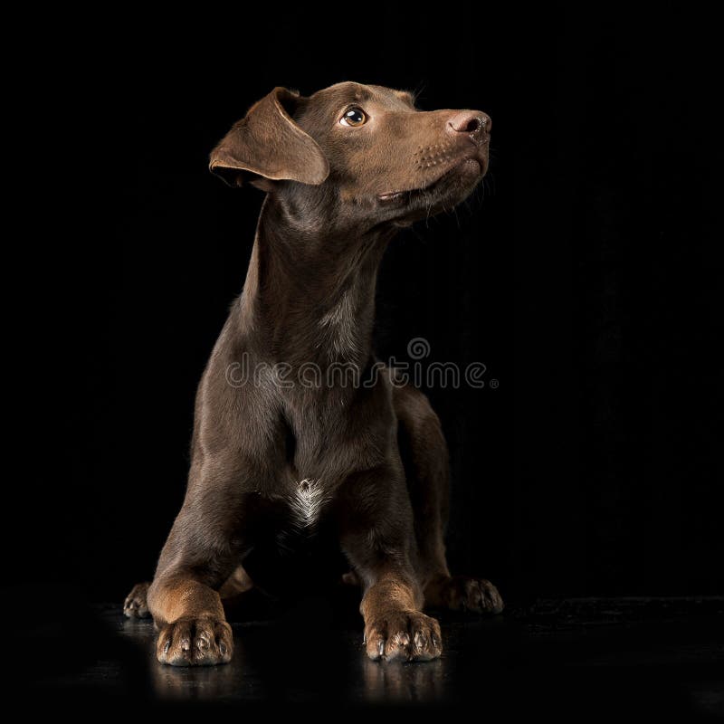 Funny Dog with Flying Ears Portrait in Dark Photo Studio Stock Image