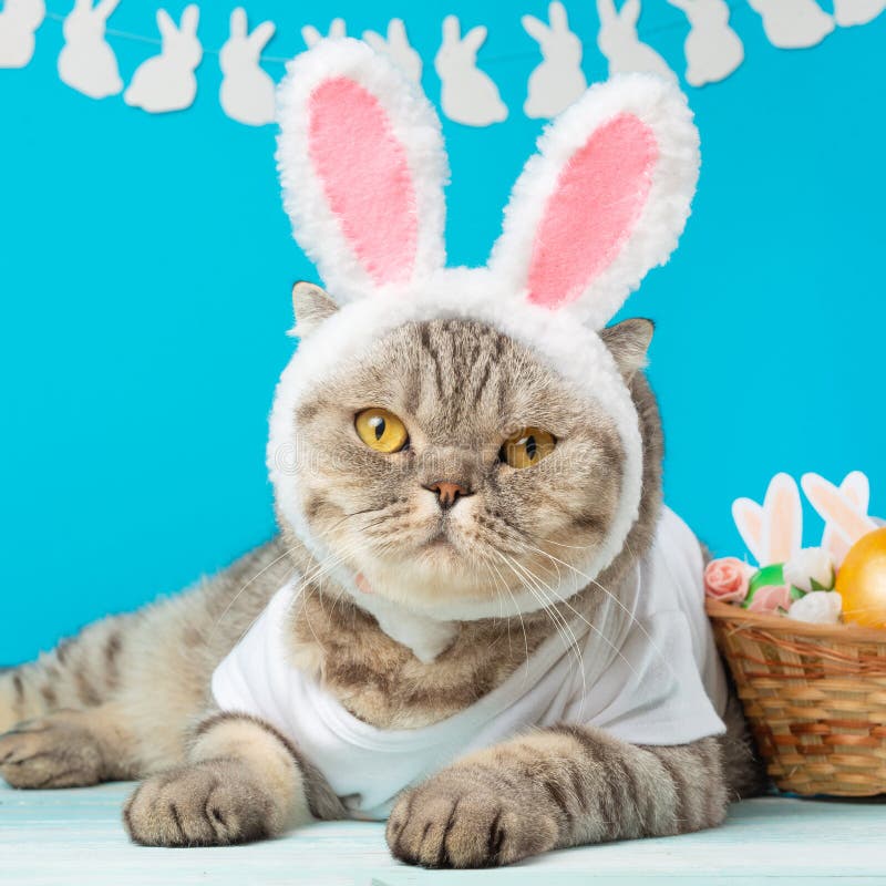 Easter Bunny, Cat with Bunny Ears and Easter Colored with Eggs and Ears