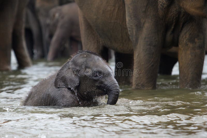 Funny elephant baby in water, Pinnawala. Funny indian elephant baby in water, Pinnawala, Sri Lanka, Ceylon, Asia stock images Funny elephant baby in water, Pinnawala. Funny indian elephant baby in water, Pinnawala, Sri Lanka, Ceylon, Asia stock images