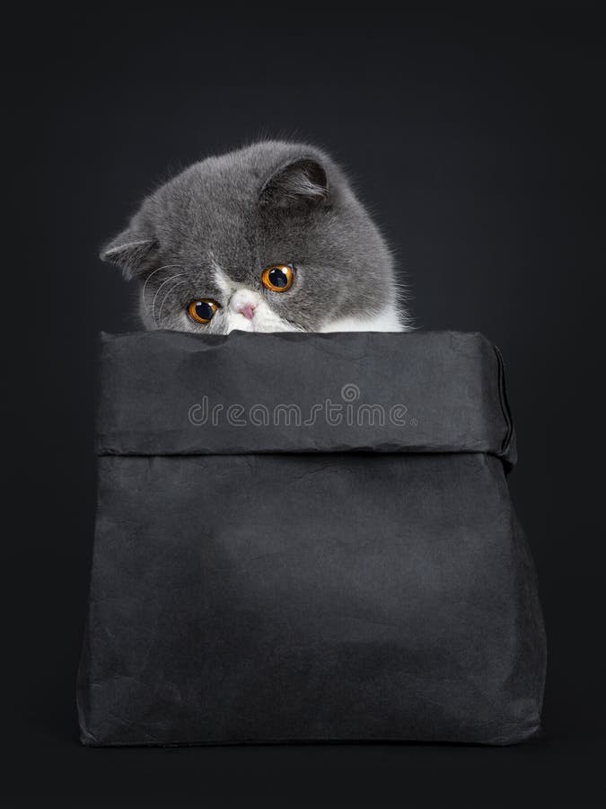 cheap courage afternoon Funny Black Smoke with White Turkish Angora Cat Standing on White Curious  Look Stock Photo - Image of camera, sitting: 118422638