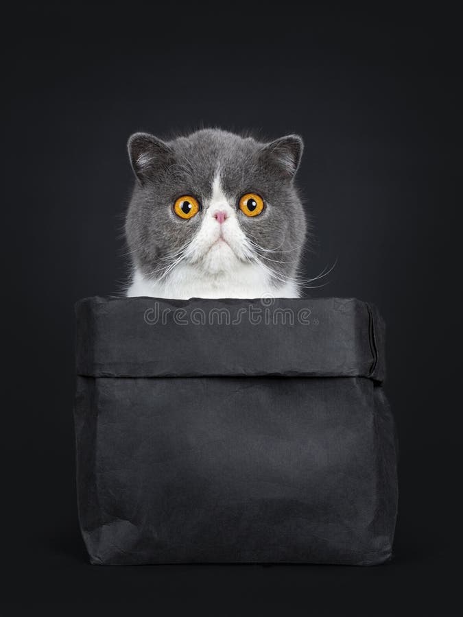 Salesperson Drive away she is Funny Black Smoke with White Turkish Angora Cat Sitting on White Background with Tail beside Body Stock Image - Image of shot, body: 118422681 Salesperson Drive away she is Funny Black Smoke with White Turkish Angora Cat Sitting on White Background with Tail beside Body Stock Image - Image of shot, body: 118422681