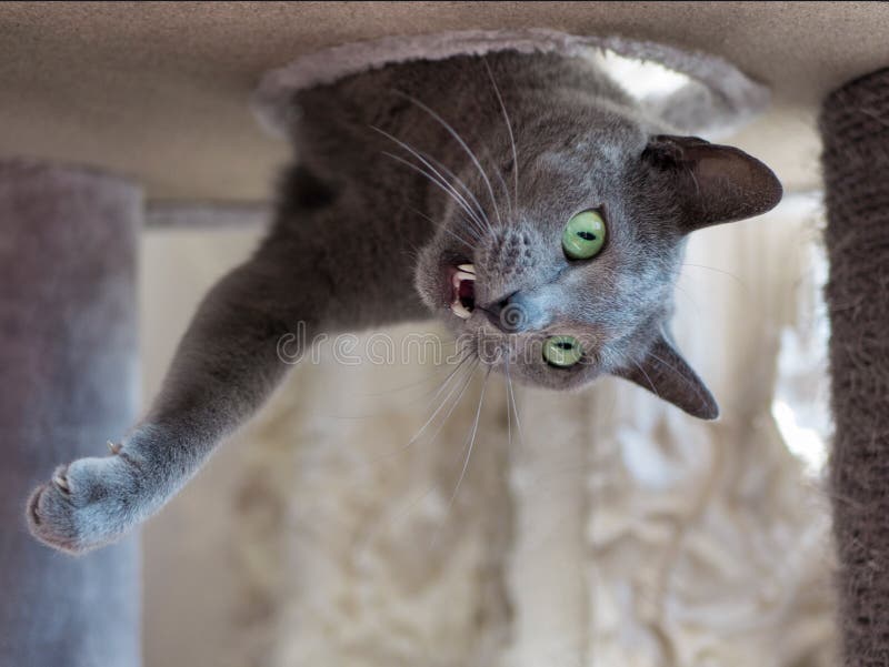 Funny Expression on the Face of a Russian Blue Cat Stock Image - Image of  funny, hole: 195928309