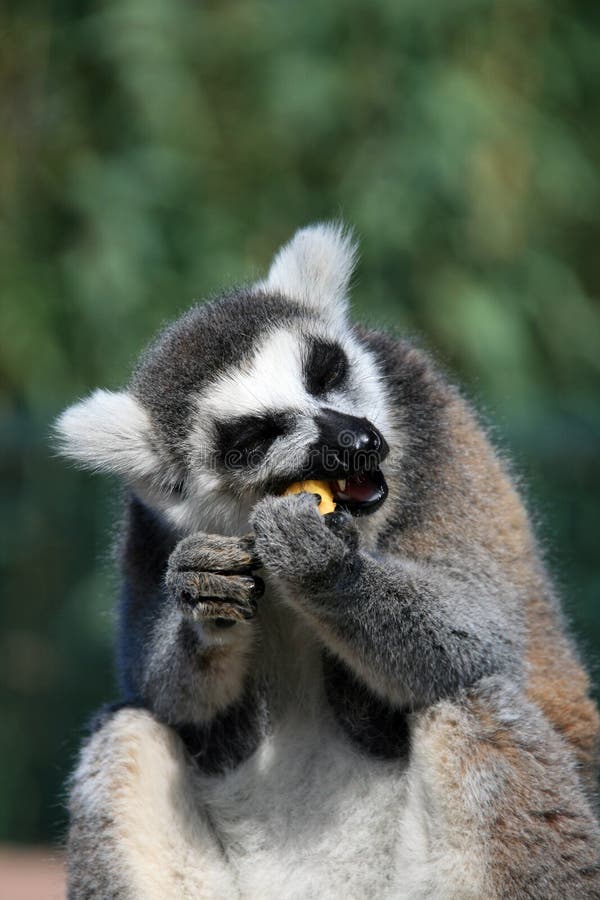 Funny face, animal, Lemur royalty free stock image Funny face, animal, Lemur royalty free stock image
