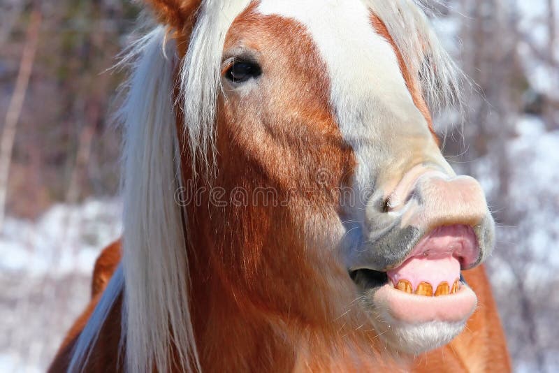 Funny Face Horse. A horse making a funny face for the camera stock photos Funny Face Horse. A horse making a funny face for the camera stock photos
