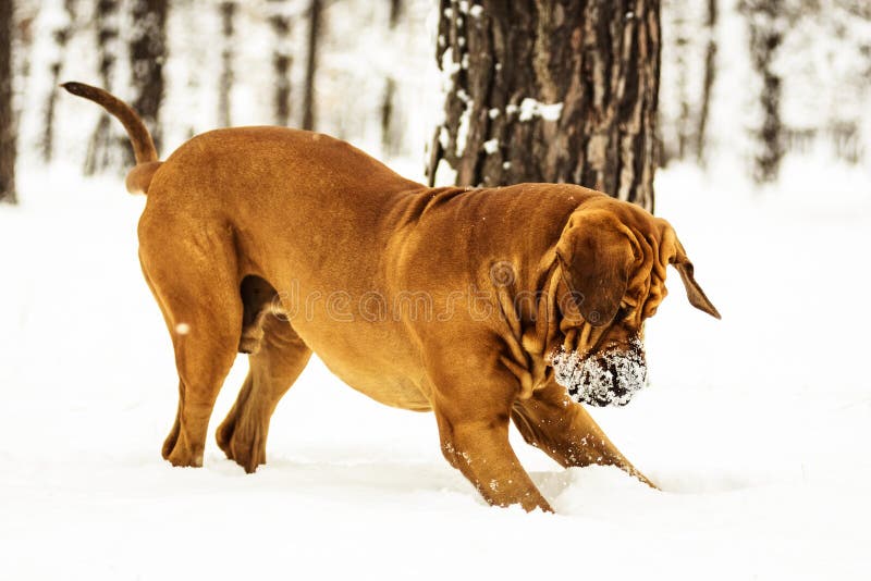 Adult Fila Brasileiro having fun in snow royalty free stock photo Adult Fila Brasileiro having fun in snow royalty free stock photo