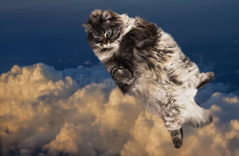 Funny Fat cat flying in the sky royalty free stock images Funny Fat cat flying in the sky royalty free stock images