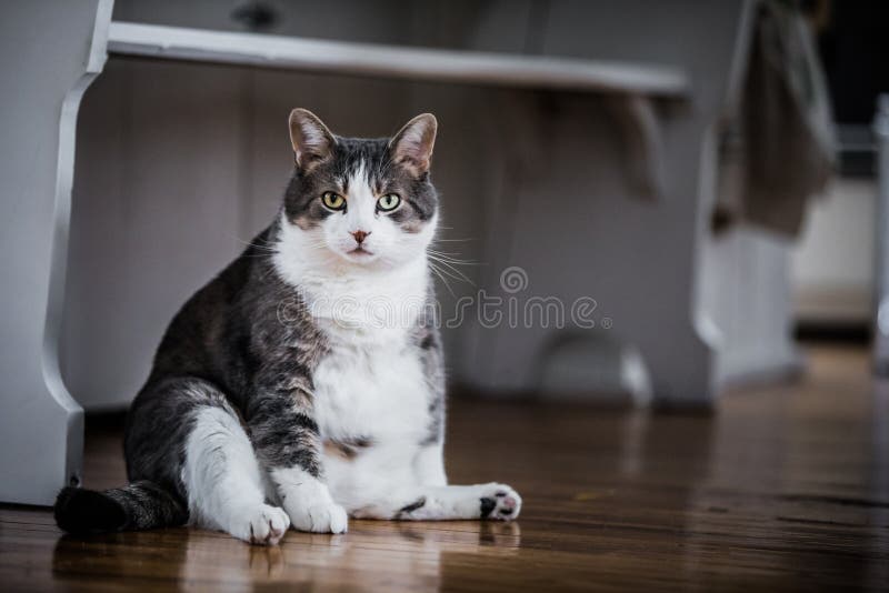 Funny fat cat sitting in the kitchen