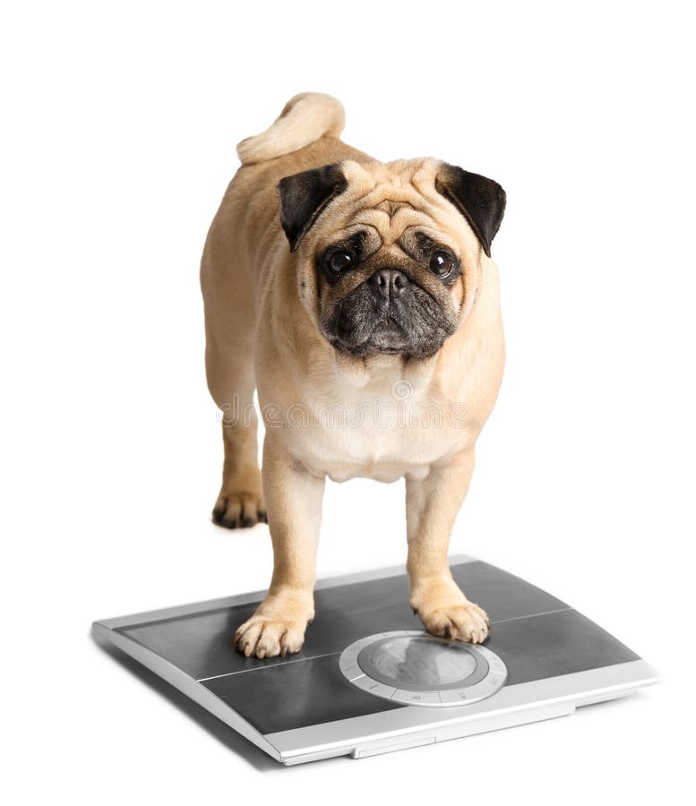 Bathroom Scales And Fat Dog Stock Photo - Download Image Now - Dog, Fat -  Nutrient, Overweight - iStock