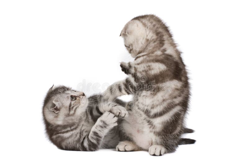 Funny fighting kittens