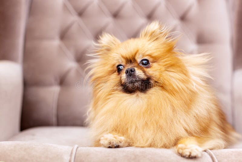 Funny and fluffy pomeranian sitting on a chair