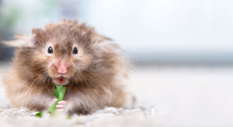 Fluffy syrian hamster close up face Stock Photo