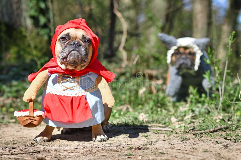 Funny French Bulldog Dogs Dressed with Halloween Costume As Fairytale Character Little Red Riding Hood and Bad Wolf Stock Image - Image of funny, fairy: 198164597