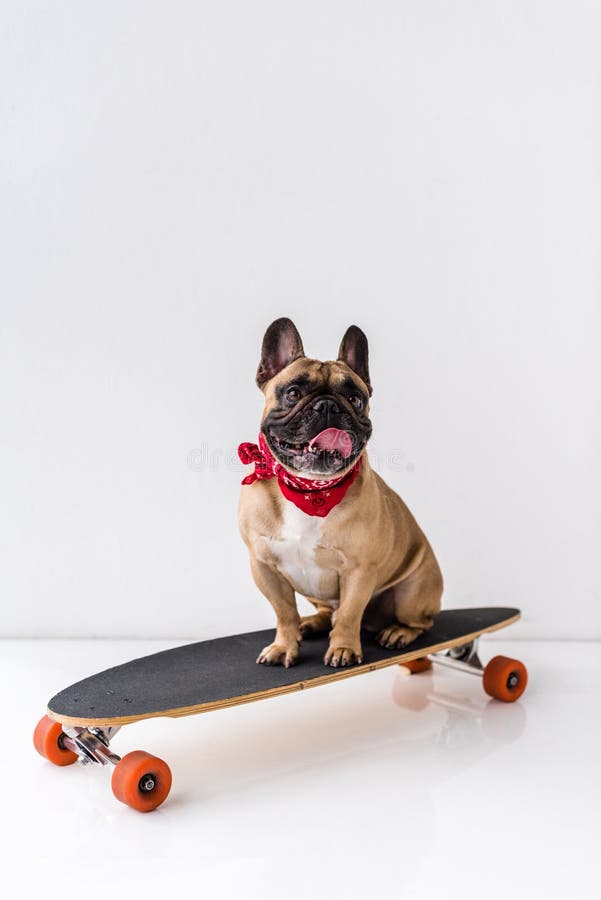 Funny French Bulldog Sitting on Skateboard and Showing Tongue Out Stock ...