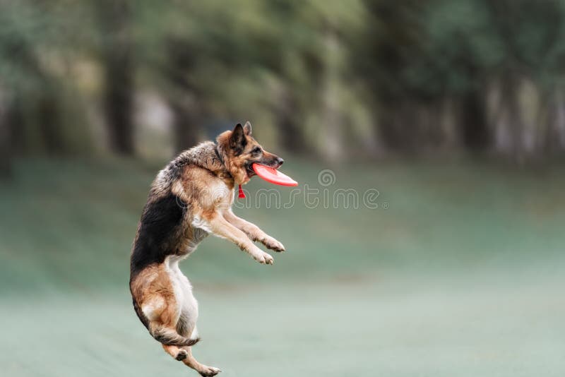 Funny German Shepherd Catching Disc in Jump Stock Photo Image of competition, motion 54450242