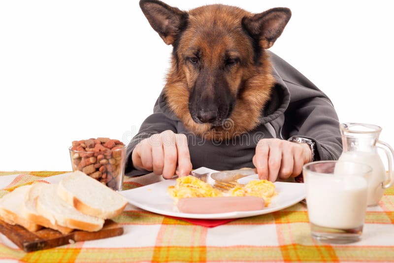 Funny German Shepherd dog with human arms and hands, eating scra