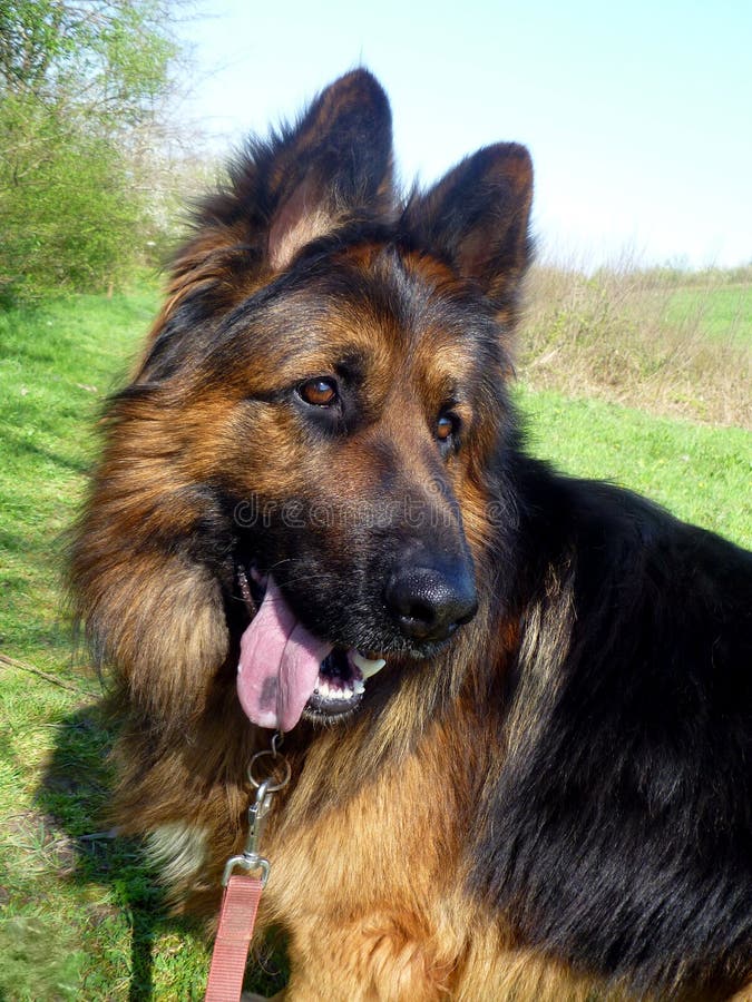 Funny German shepherd with open mouth and strange look in his eyes