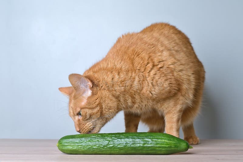 Funny gigner cat sniffs at a cucumber on the table. stock photography