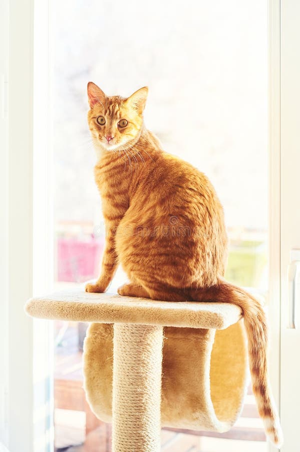 back of door cat tree