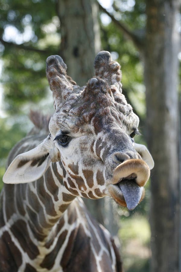 Funny Giraffe Party Animal Making A Silly Face And Blowing A Noisemaker