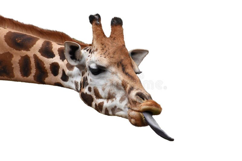 Funny giraffe head with long tongue isolated on white background.