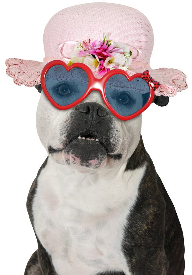 Funny Girl Dog, Bulldog, Isolated Stock Photo - Image of heart, wearing: 108613608 Funny Girl Dog, Bulldog, Isolated Stock Photo - Image of heart, wearing: 108613608