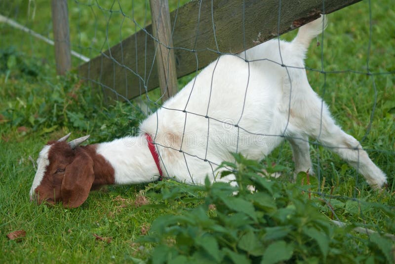 Funny Goat Stock Images Image 26690754