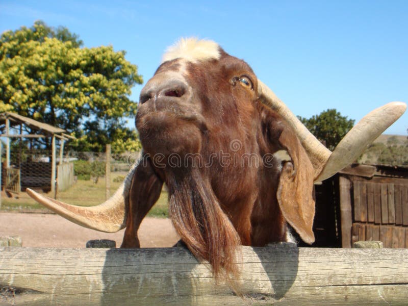 Funny goat