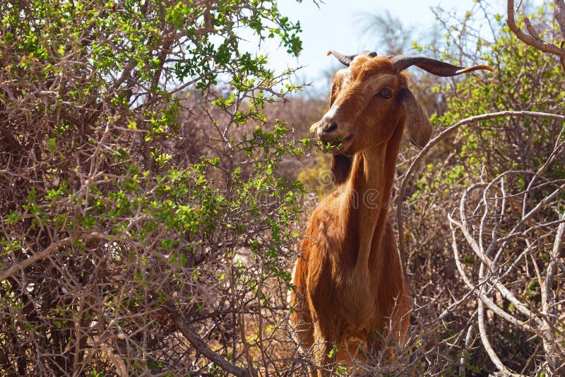 Funny Goat Eats Green Leaves from Twigs among the Bushes of Morocco